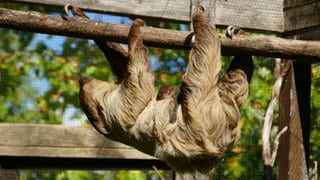 Nachwuchs bei den Faultieren im Heidelberger Zoo