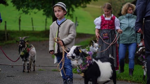 Beim 29. Viehabtrieb in Oberried haben die Zuschauer eine abgespeckte Version der Tradition miterlebt. Die eigentlichen Stars des Tages - die Kühe - sind wegen der Dürre im Sommer schon im Tal.