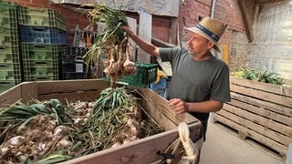 Landwirt Michael Fehr begutachtet die Knoblauchernte in diesem Jahr.