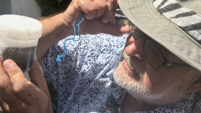 Karlsruher Biologieprofessor Andreas Martens schaut in ein Döschen, in dem Wasser, Spülmittel und Ameisen sind.