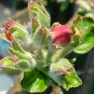 Knospen von Apfelblüten am Apfelbaum. Der SWR sammelt jährlich Apfelblüten-Daten.
