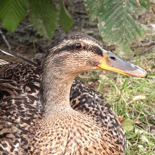 Eine Ente ist in Großaufnahme zu sehen und schaut rechts an der Kamera vorbei.