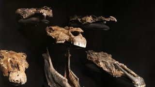 Das Bild zeigt Schädelknochen der Pferdeart Equus mosbachensis. Die Knochen wurden in Schöningen ausgegraben und sind im Paläon Museum ausgestellt.