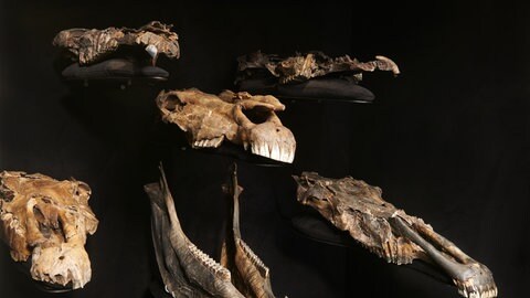 Das Bild zeigt Schädelknochen der Pferdeart Equus mosbachensis. Die Knochen wurden in Schöningen ausgegraben und sind im Paläon Museum ausgestellt.