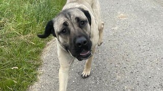 Kangal-Hündin Mira und ihre Welpen haben ein neues Leben