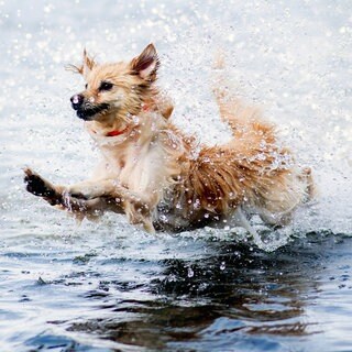 Im Wasser spielen ist für viele Hunde bei der Hitze eine große Freude.