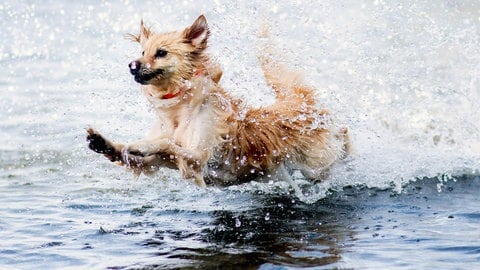 Im Wasser spielen ist für viele Hunde bei der Hitze eine große Freude.