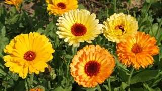 Mehrere Ringelblumen im Garten: Die Ringelblume wächst nach der Aussaat besonders gut und hat eine heilende Wirkung.