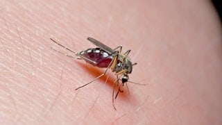 Culex-Stechmücke auf menschlicher Haut.