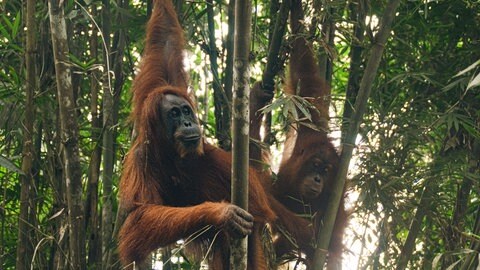 Orang-Utans