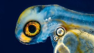 Junge Blaufelchenlarve mit Dottersack: Laut einer neuen Studie lockt grün-gelbes Licht die Jungfische kurz nach dem Schlüpfen in geschütze Flachwasserbereiche des Bodensees.
