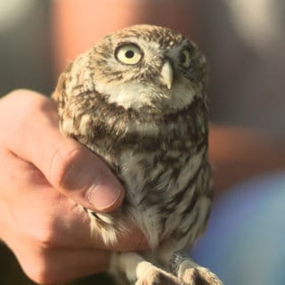 Im Rhein-Neckar-Kreis werden zurzeit mehrere Steinkäuze ausgewildert. Diese sollen sich dort niederlassen und Nachwuchs bekommen.