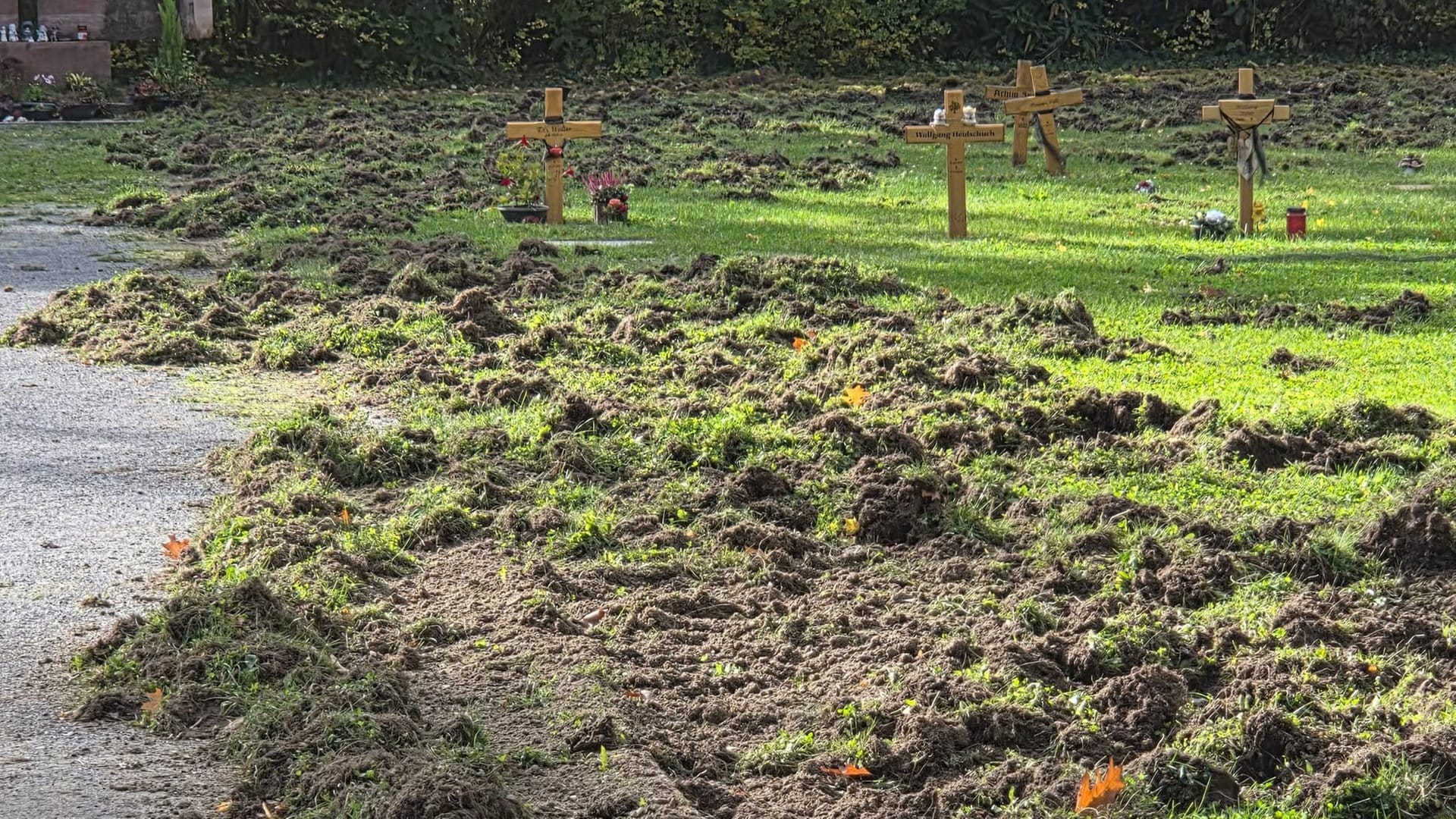 Wildschweine verwüsten einen Friedhof in Schifferstadt