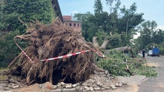 Durch das Unwetter sind Bäume in Karlsruhe entwurzelt worden