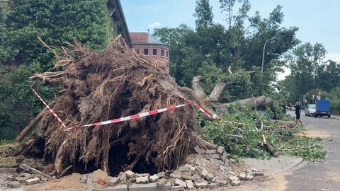 Durch das Unwetter sind Bäume in Karlsruhe entwurzelt worden