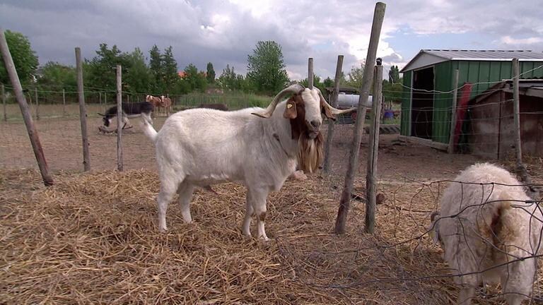Gelände der Tierarche