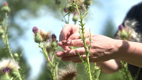 Insekten sind vielfältig und Meister im Tarnen - Nadja Lenz begeistert sich seit mehr als 20 Jahren für die Tiere, die sie auch züchtet