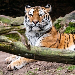 Der neue Tiger MANU ist im Zoo Landau angekommen.