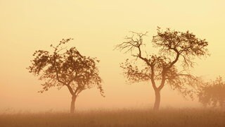 Zwei Bäume im Dunst: Der Himmel über Baden-Württemberg war am Montagmittag und Dienstagmorgen ungewöhnlich diesig. (Symbolbild)
