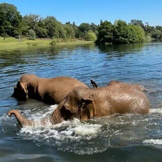 Tiere bei Hitze: Elefanten plantschen im Wasser