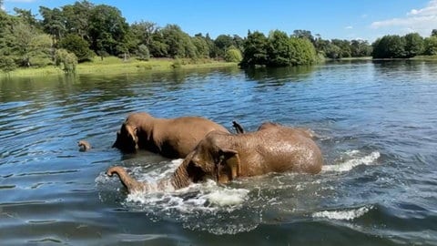 Tiere bei Hitze: Elefanten plantschen im Wasser