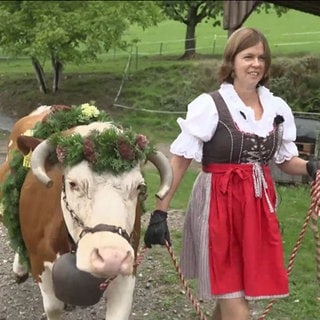 Kuh geschmückt zum Almabtrieb und Frau im Dirndel