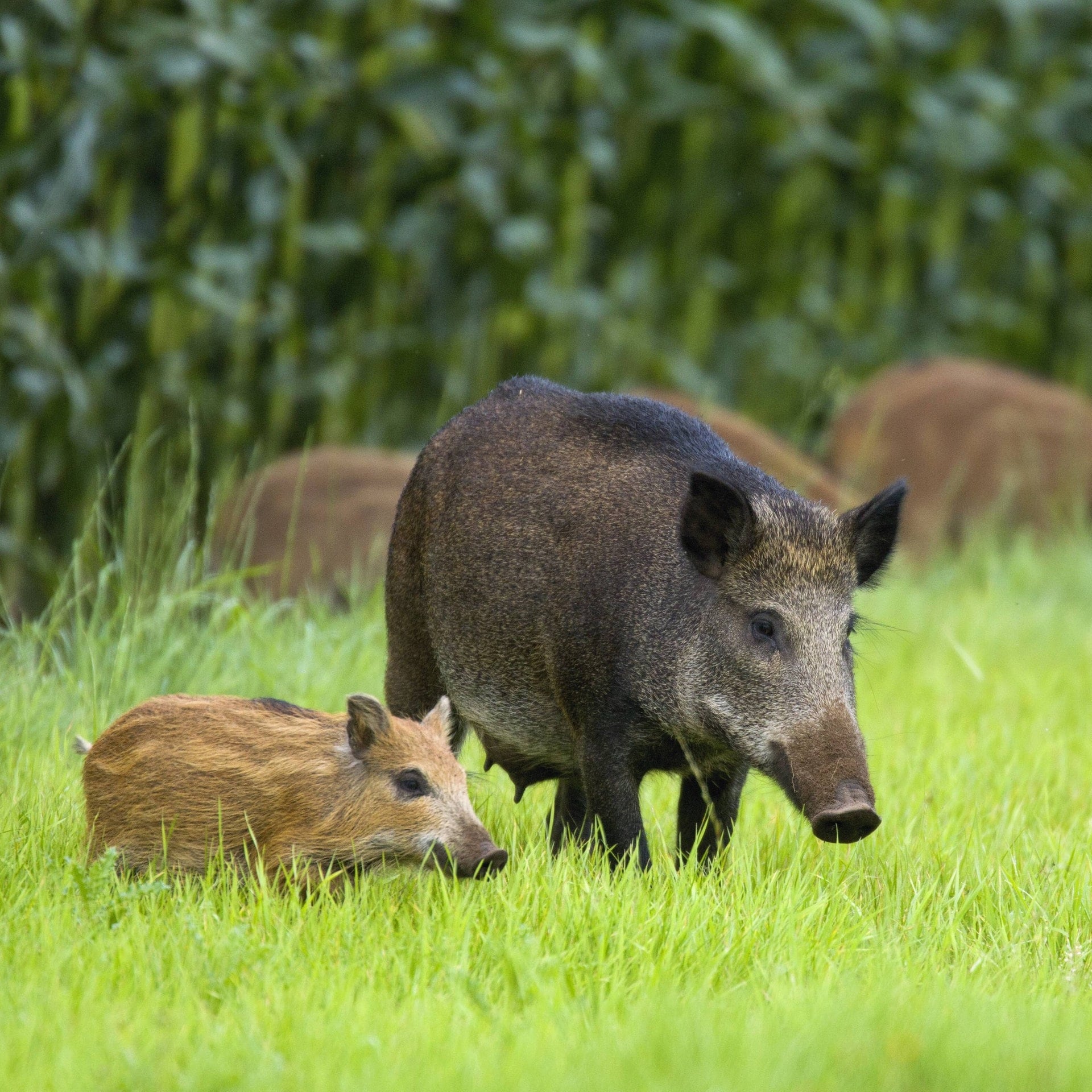 Woher kommt das Schweinefleischverbot? episode artwork