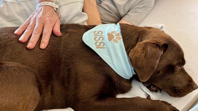 Therapiebegleithund Sissi liegt auf dem Bett und wird von einer Hand eines älteren Menschen gestreichelt.