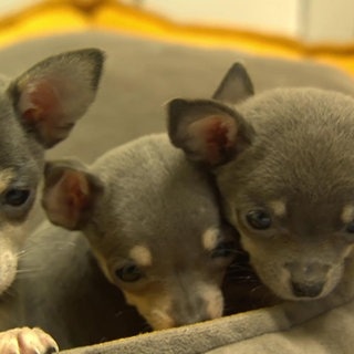 Chihuahuas