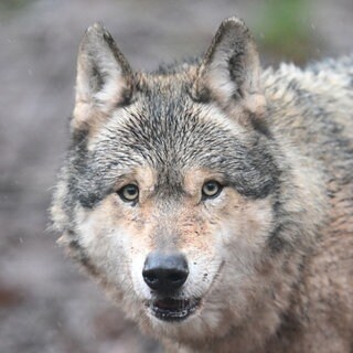 Portrait eines Wolfs. Der Bundestag hat beschlossen, Wölfe ins Jagdrecht aufzunehmen.