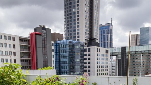 Gemüsebeete hoch über den Dächern von Rotterdam. Doch auch Europas größte "rooftop farm" reicht nicht aus, um alle Stadtbewohner satt zu bekommen. Dafür braucht es deutlich mehr Anbaufläche.