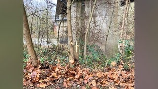 Ein abgesägter Baum: Die Stadt Bad Kreuznach verzeichnet seit mehreren Wochen erhebliche Schäden an Bäumen und Gehölzen entlang des Naheufers.