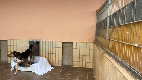 Tierheim Trier: Die Dächer der Häuser, in denen die Hunde untergebracht sind, sind marode.
