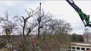 Die Baumprofis bei der Arbeit
