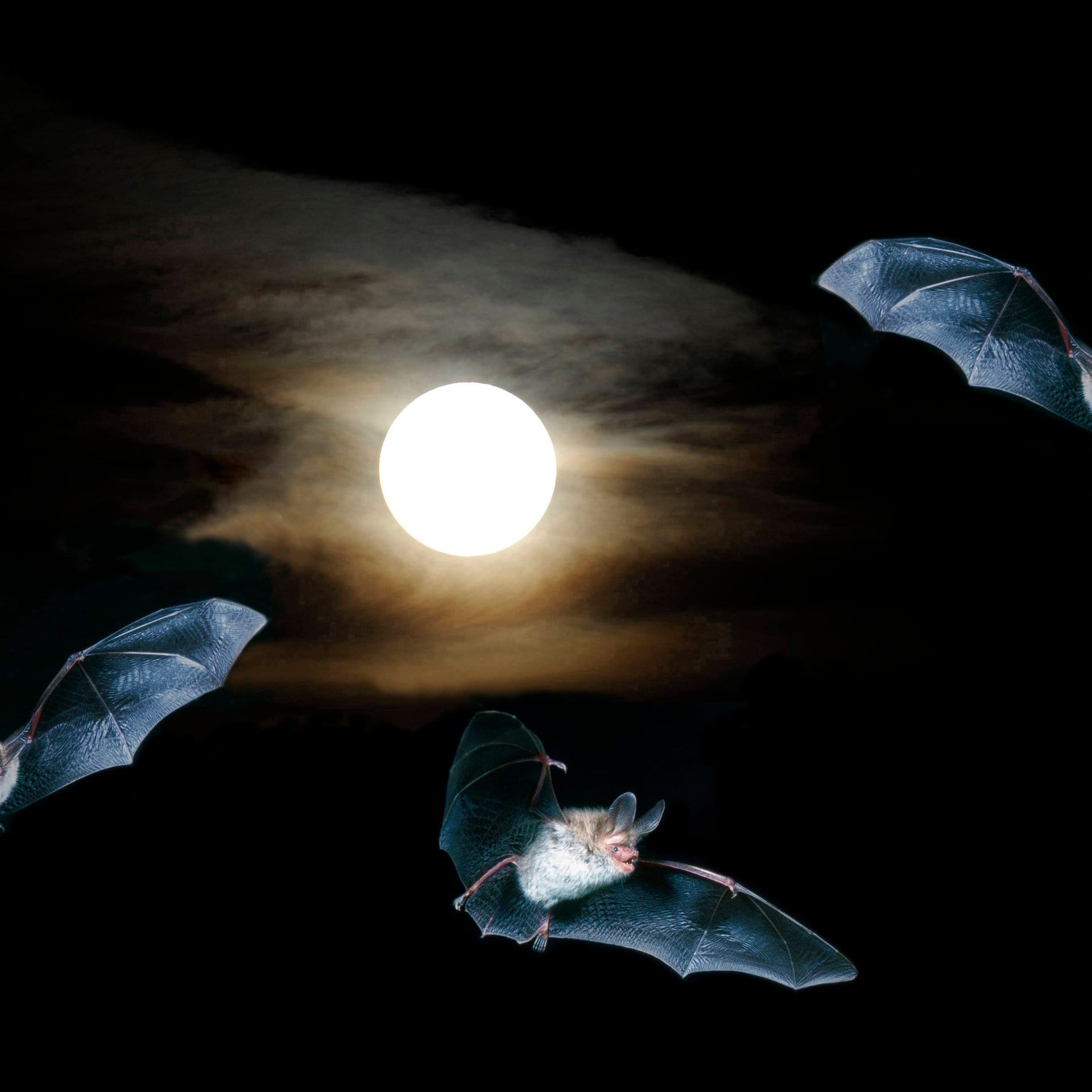 Batnight – Am Wochenende ist internationale Fledermaus-Nacht