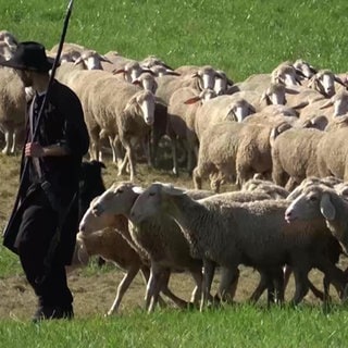 Wildberger Schäfer mit Schafen