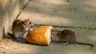 Zwei Ratten nagen an einem Brötchen. In Worms werden durch Hitze und Abfall vermehrt Ratten angelockt