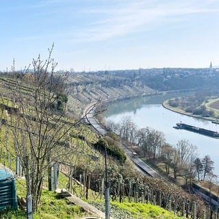 die Steillagen-Weinberge am Neckar bei Ludwigsburg