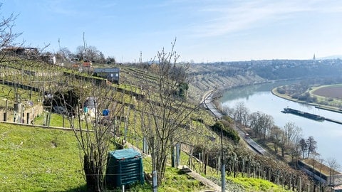 die Steillagen-Weinberge am Neckar bei Ludwigsburg