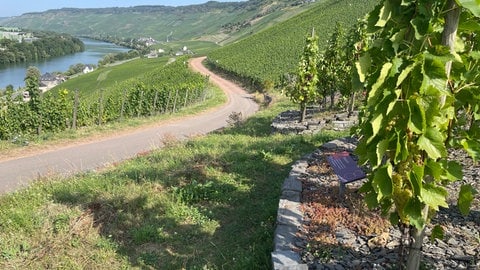 Winzer aus Bernkastel-Kues haben sich bei der Badstube durchgesetzt: Die Weinlage zwischen Bernkastel und Graach darf künftig als Einzellage vermarktet werden. 