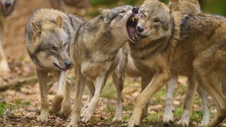 Wolfsrudel im Wald