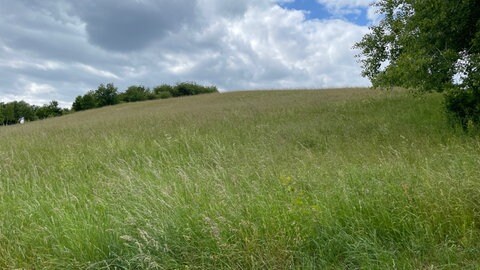Auf diesem Grundstück sollte eigentlich bei Tiefenthal im Kreis Bad Kreuznach ein neuer Mobilfunkmast gebaut werden.