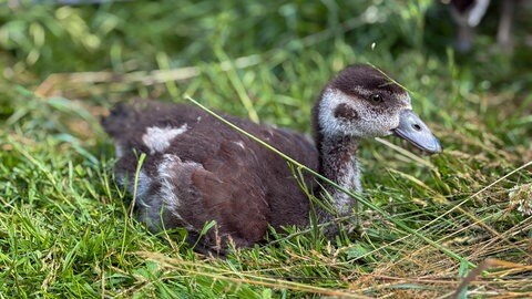 Das kleine Küken hat im Wildtierzentrum in Saarburg eine zweite Chance bekommen. 
