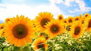 Sonnenblumenfeld