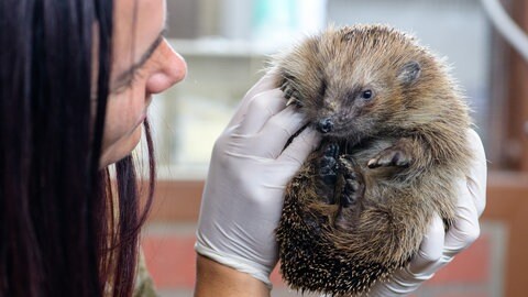 Eine Frau hält mit Gummihandschuhen einen Igel in der Hand. In Tübingen hat ein kranker Igel am Donnerstag einen Großeinsatz der Feuerwehr ausgelöst. 
