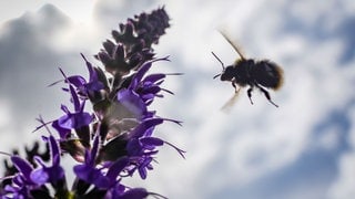 Eine Wildbiene fliegt auf Salbeiblüten zu. Forscher der Uni Konstanz und der Uni Ljubljana haben herausgefunden, dass Bienen auch bei Wolken den Stand der Sonne am Himmel zur Orientierung nutzen.