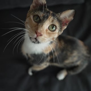 Katze