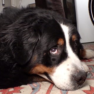 Berner Sennenhund Buddy liegt auf einem Teppich und schaut mit einem Auge Richtung Kamera. Sein Kopf liegt auf seinen Pfoten. Rechts ist der Reifen eines Fahrrads zu sehen.