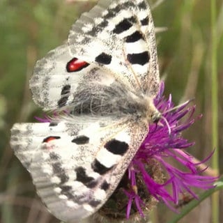 Apollofalter