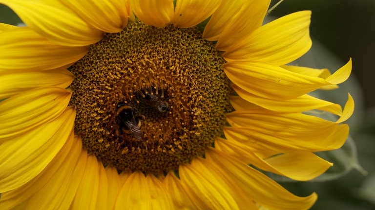 Eine Hummel und eine Biene sitzen auf einer Sonnenblume in Ammerbuch-Pfäffingen (Kreis Tübingen). Tiere fühlen sich im Garten der Wiens wohl.